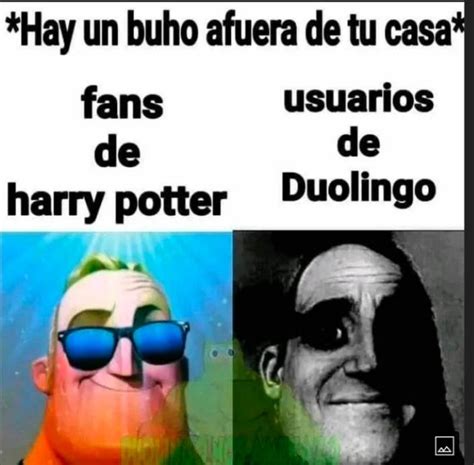 memes de duolingo|búho meme.